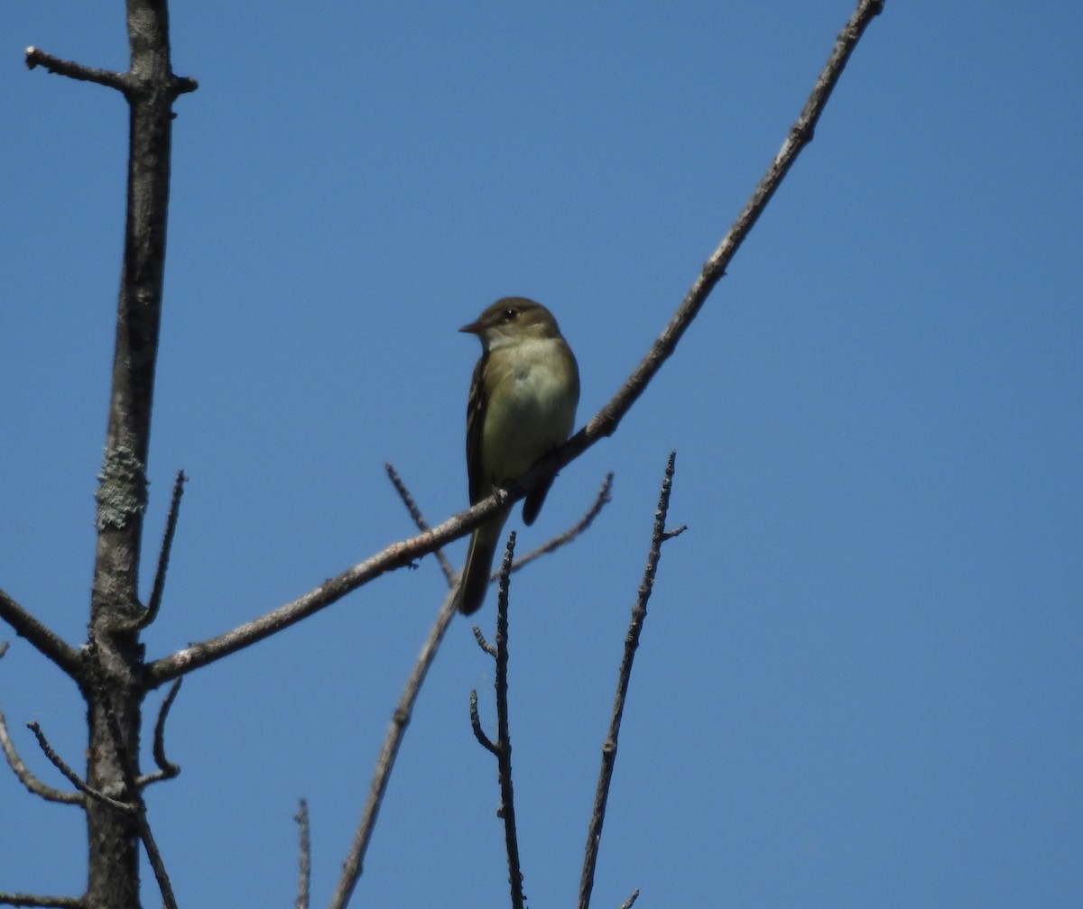 Alder Flycatcher - ML456743301