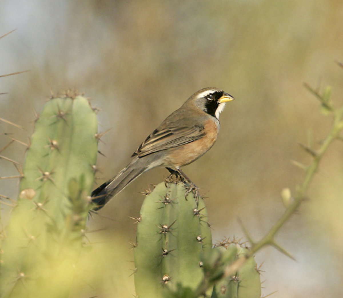 Many-colored Chaco Finch - ML456745411