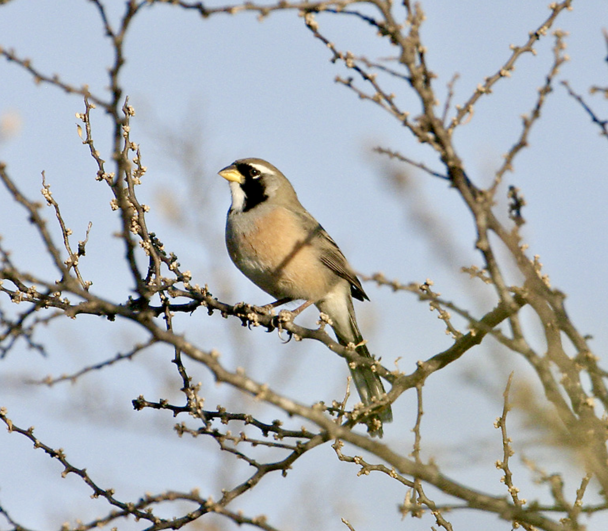 Many-colored Chaco Finch - ML456745571