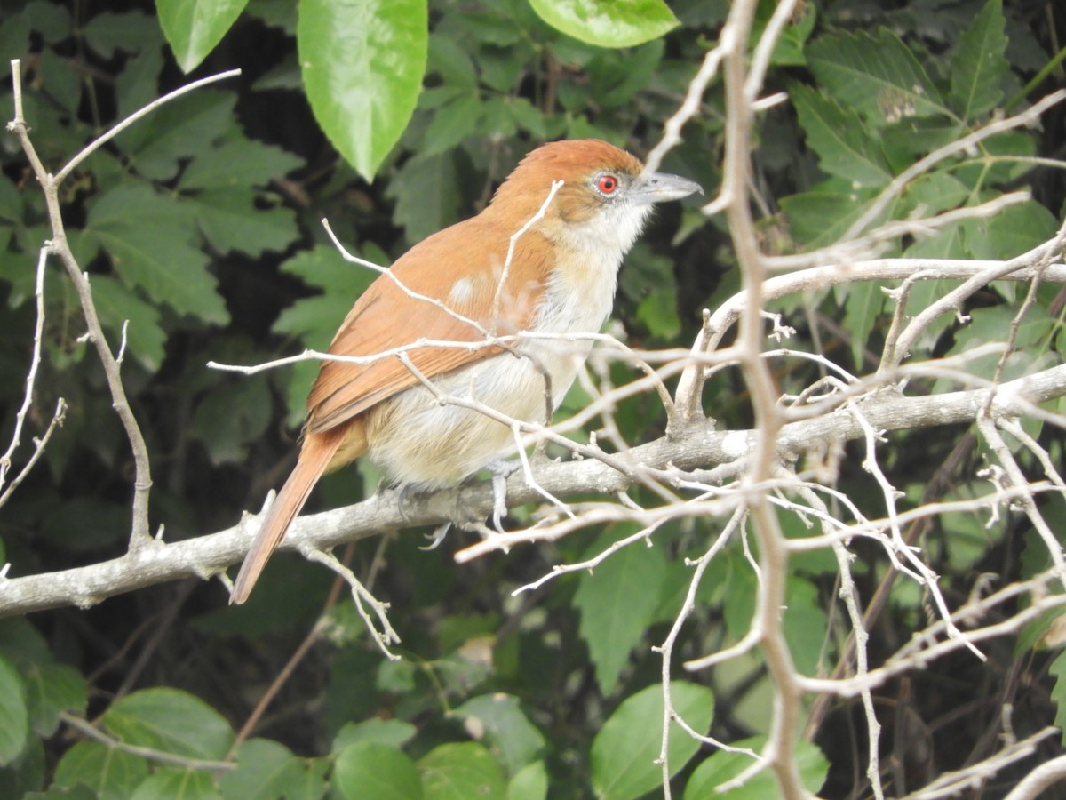 Great Antshrike - Silvia Enggist