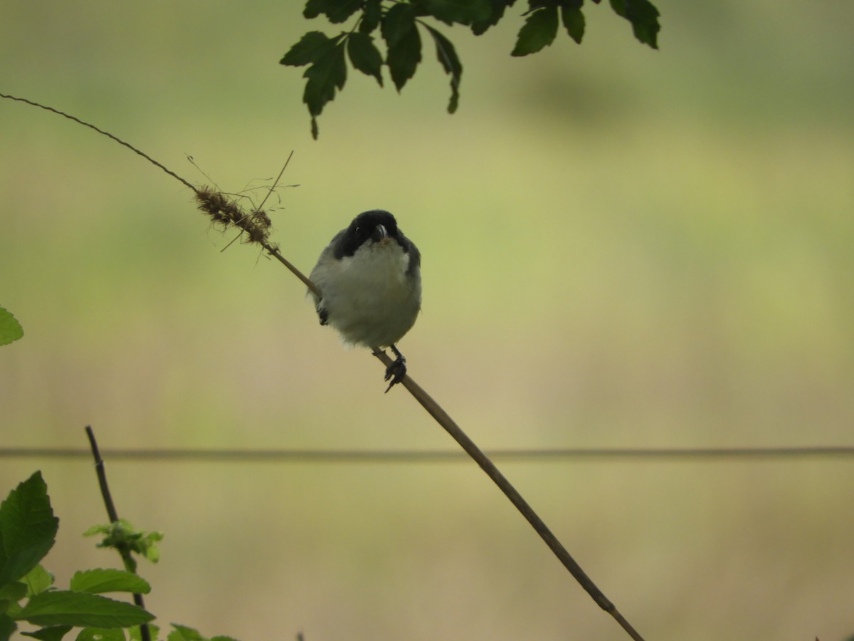 Black-capped Warbling Finch - ML456746971