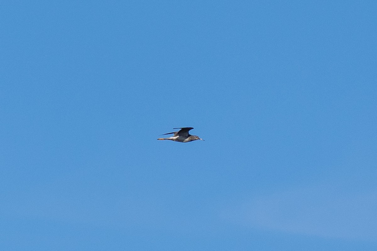 Lesser Yellowlegs - ML456747031