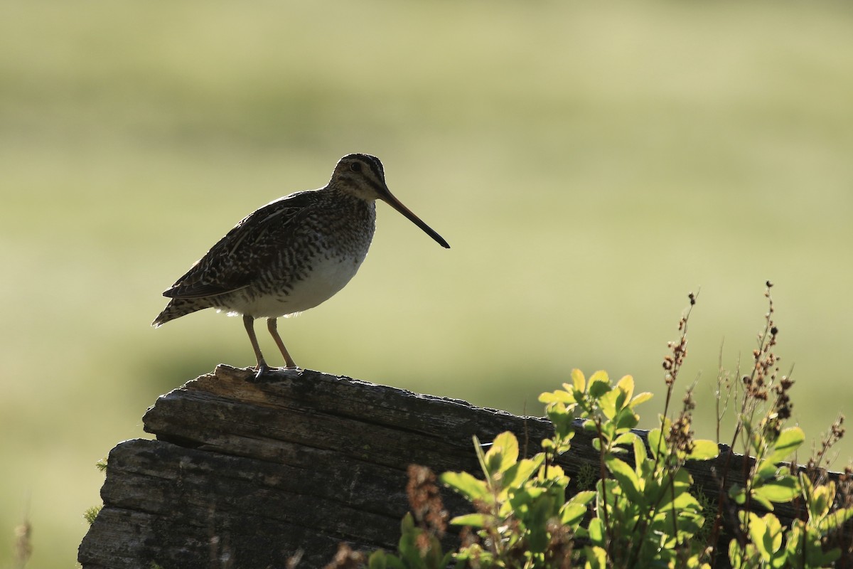 Wilson's Snipe - ML456747461