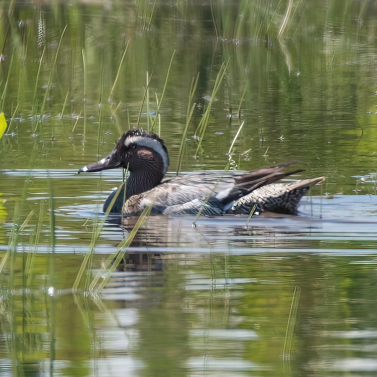 Garganey - Heather Van Dyk