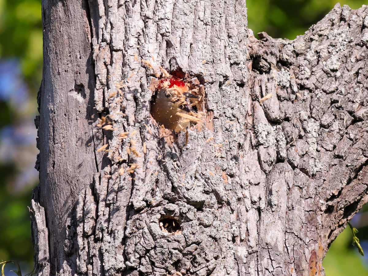 Red-bellied Woodpecker - Scott Priebe