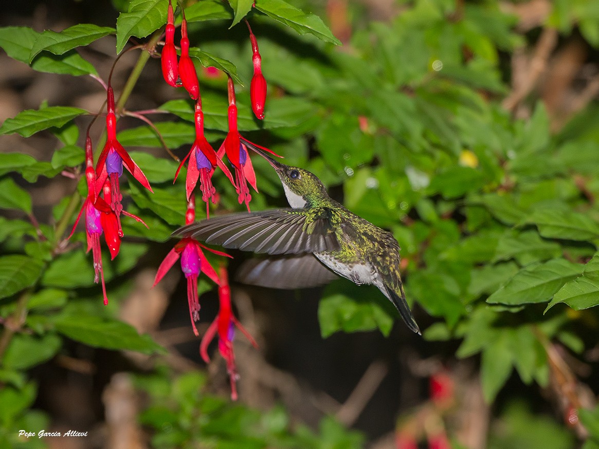 Colibrí Gargantilla - ML45675111