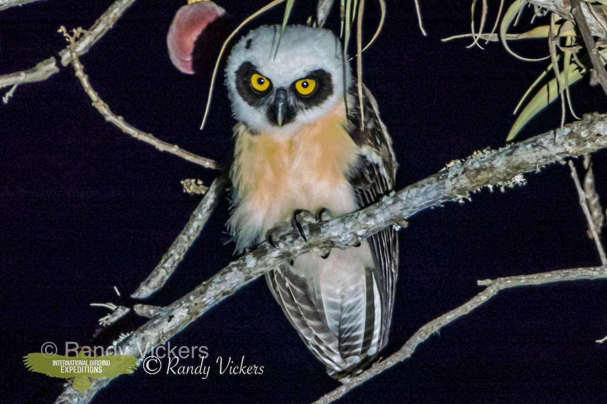 Spectacled Owl - ML456751501