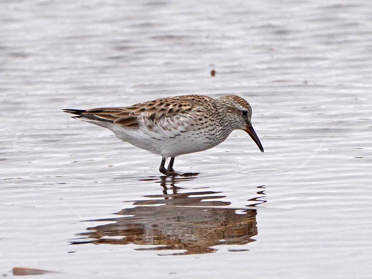 White-rumped Sandpiper - ML456751661