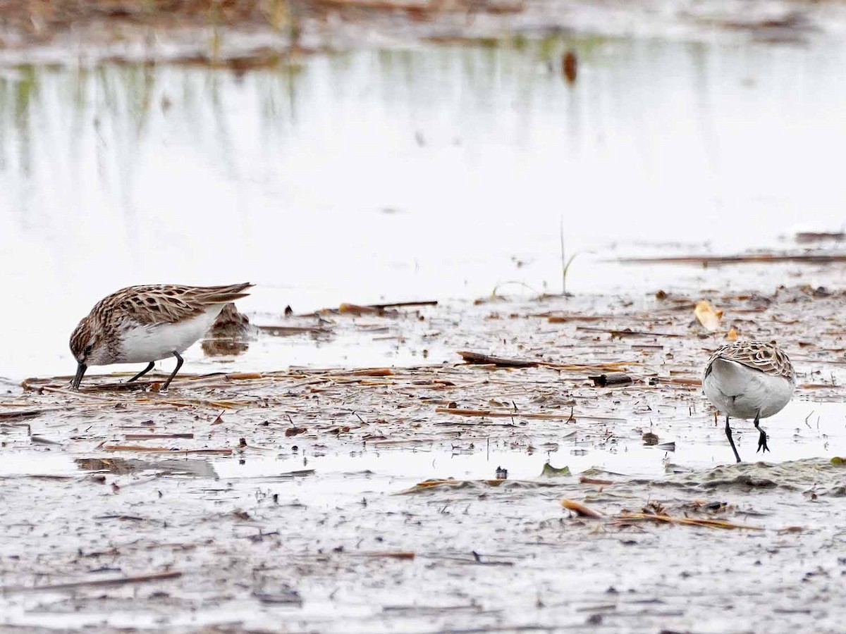 Semipalmated Sandpiper - ML456752481