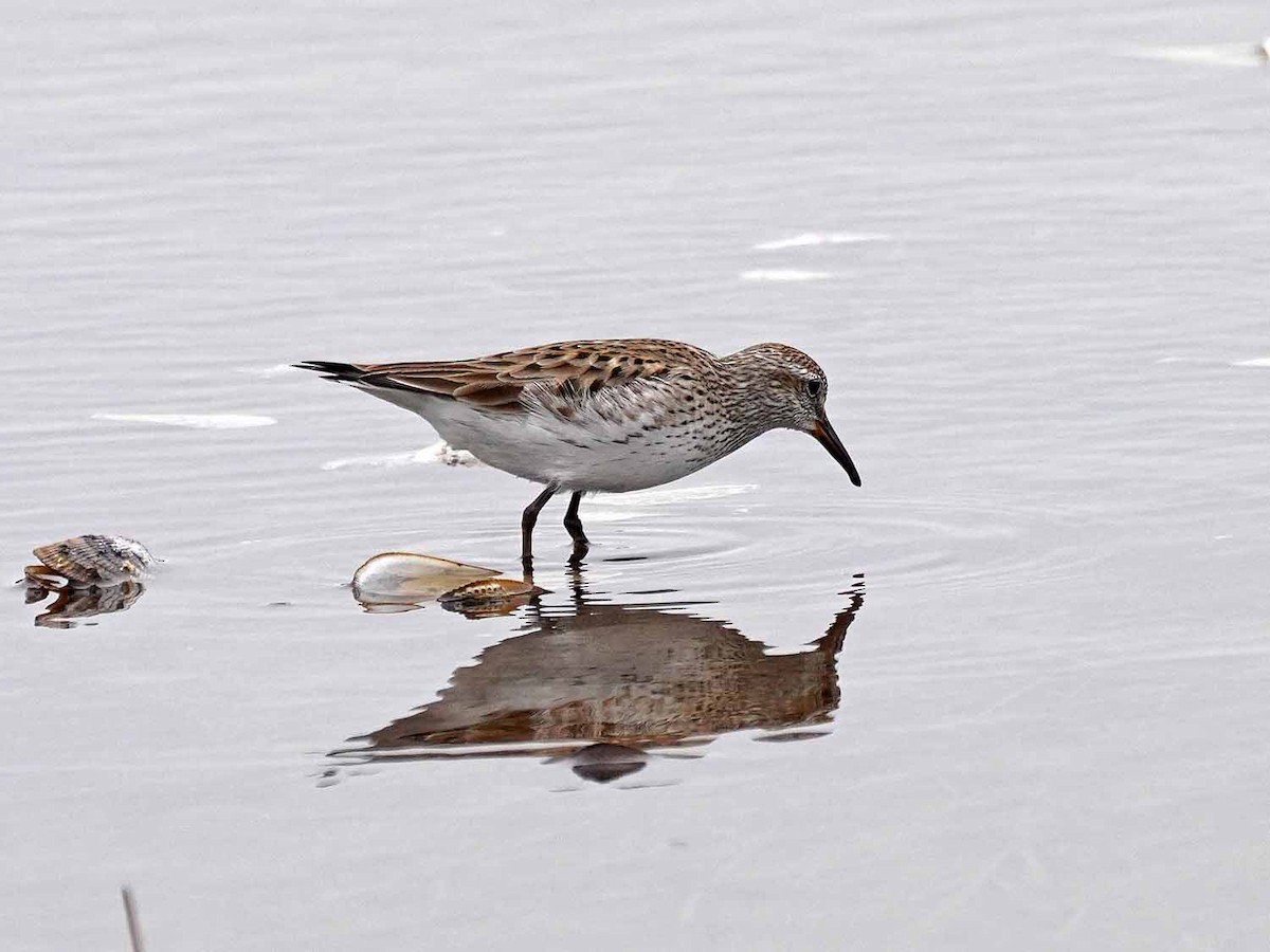 White-rumped Sandpiper - ML456753631