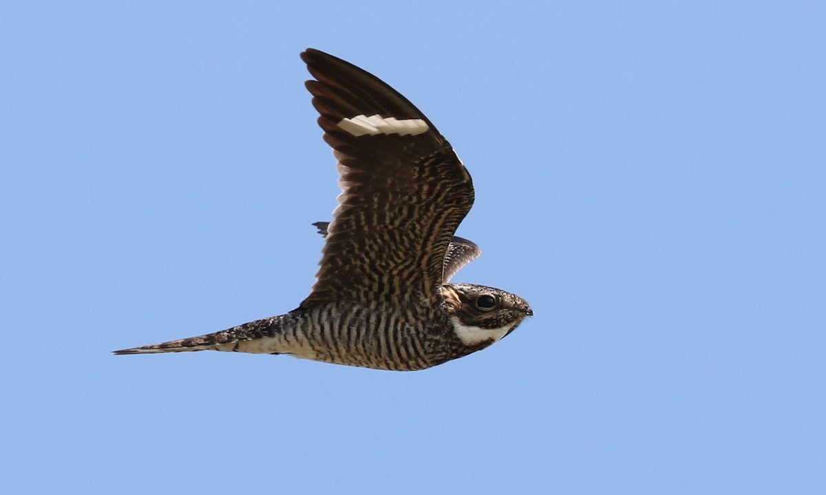 Common Nighthawk - ML456753661