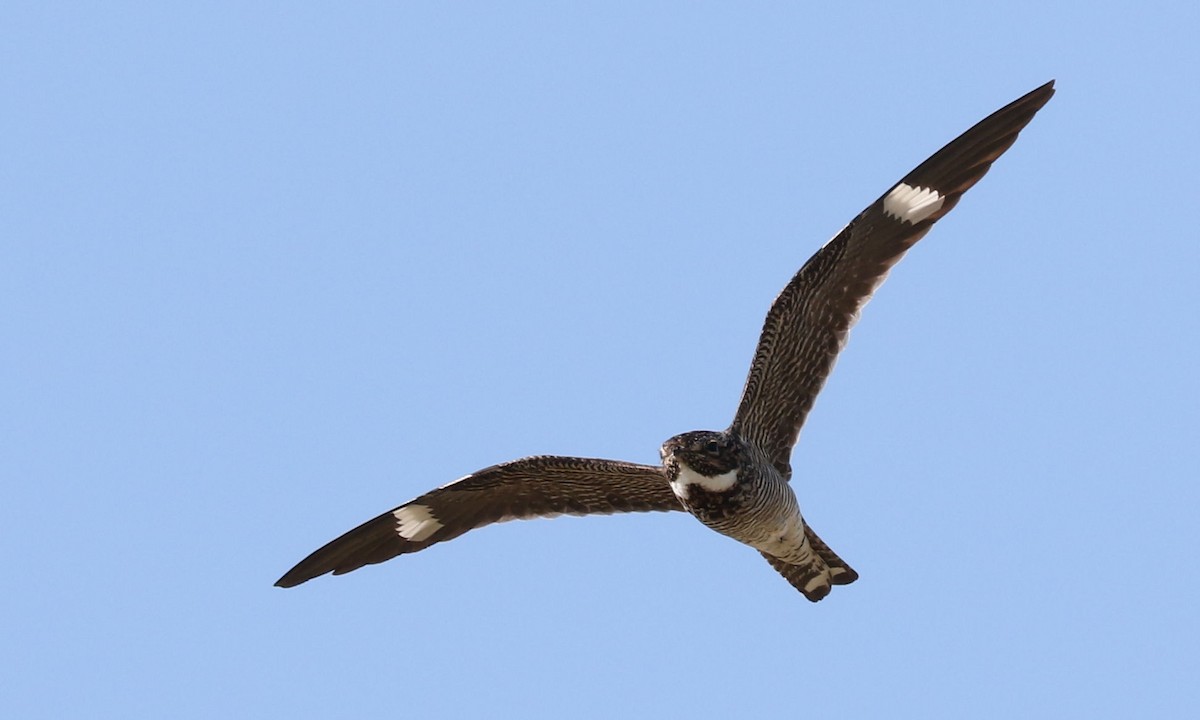 Common Nighthawk - Ted Falasco