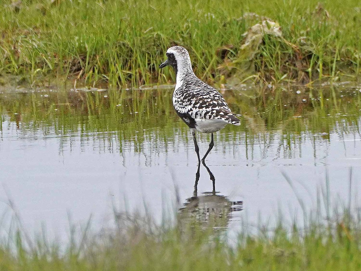 Black-bellied Plover - ML456754291