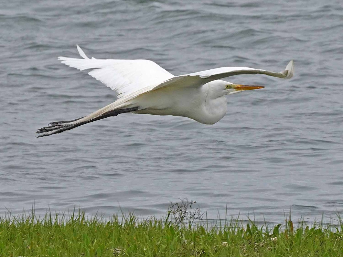 Great Egret - ML456754601