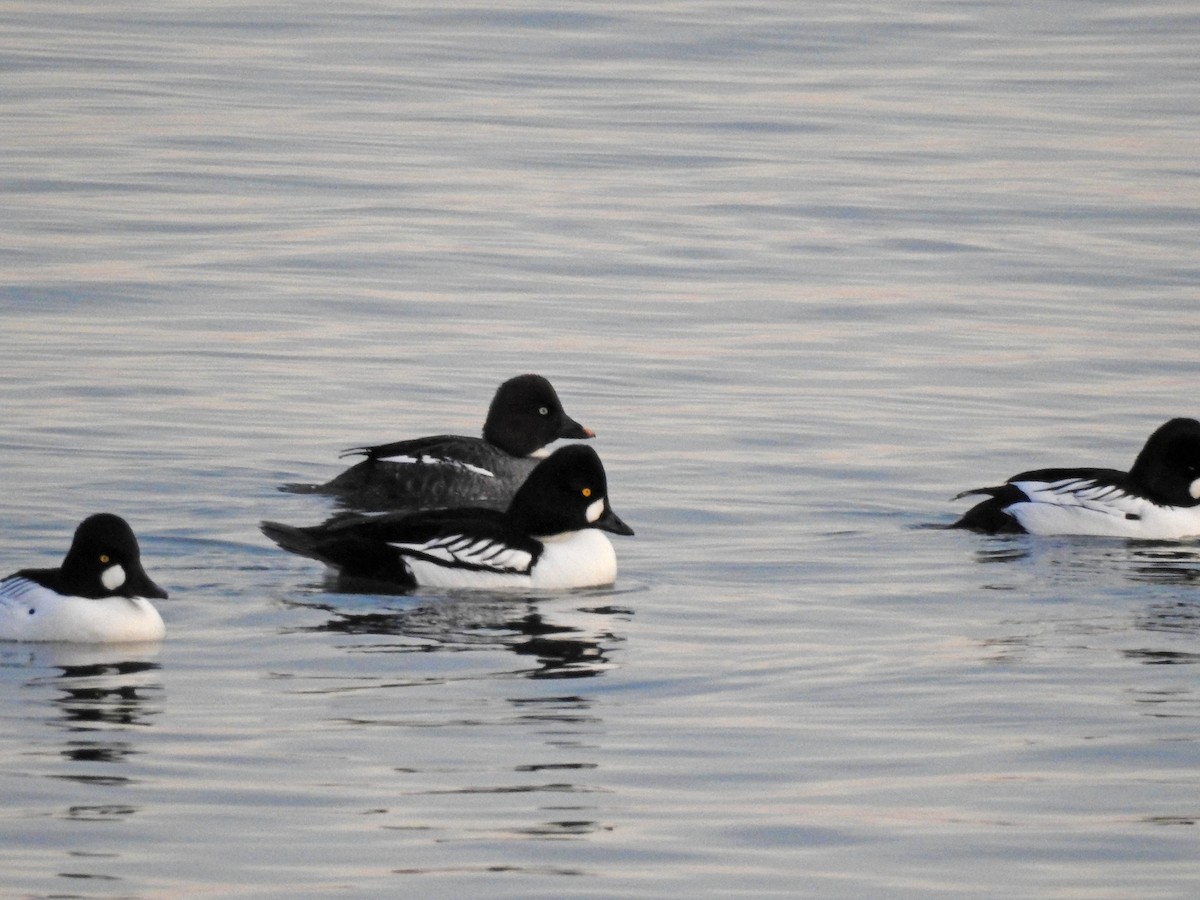 Common x Barrow's Goldeneye (hybrid) - ML45675561