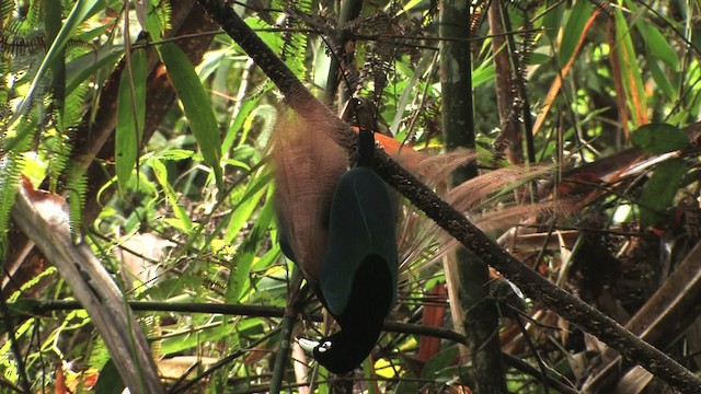 Blue Bird-of-Paradise - ML456756