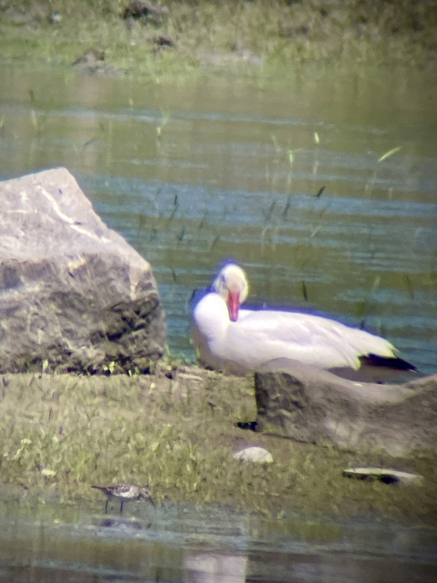 Snow Goose - ML456756081