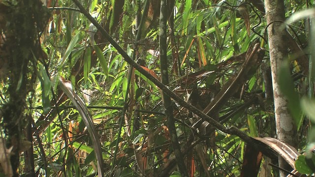 Blue Bird-of-Paradise - ML456757