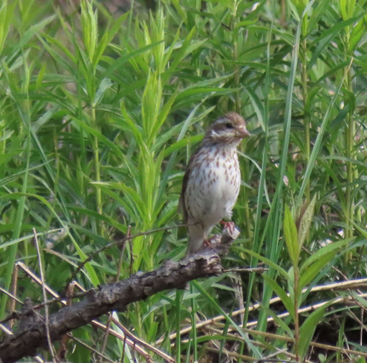 Purple Finch - ML456757261