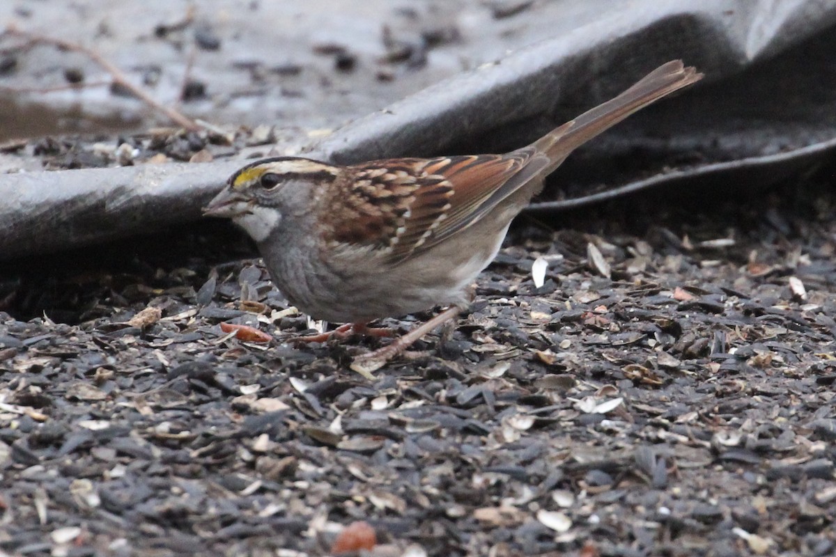 White-throated Sparrow - Margaret Bauer