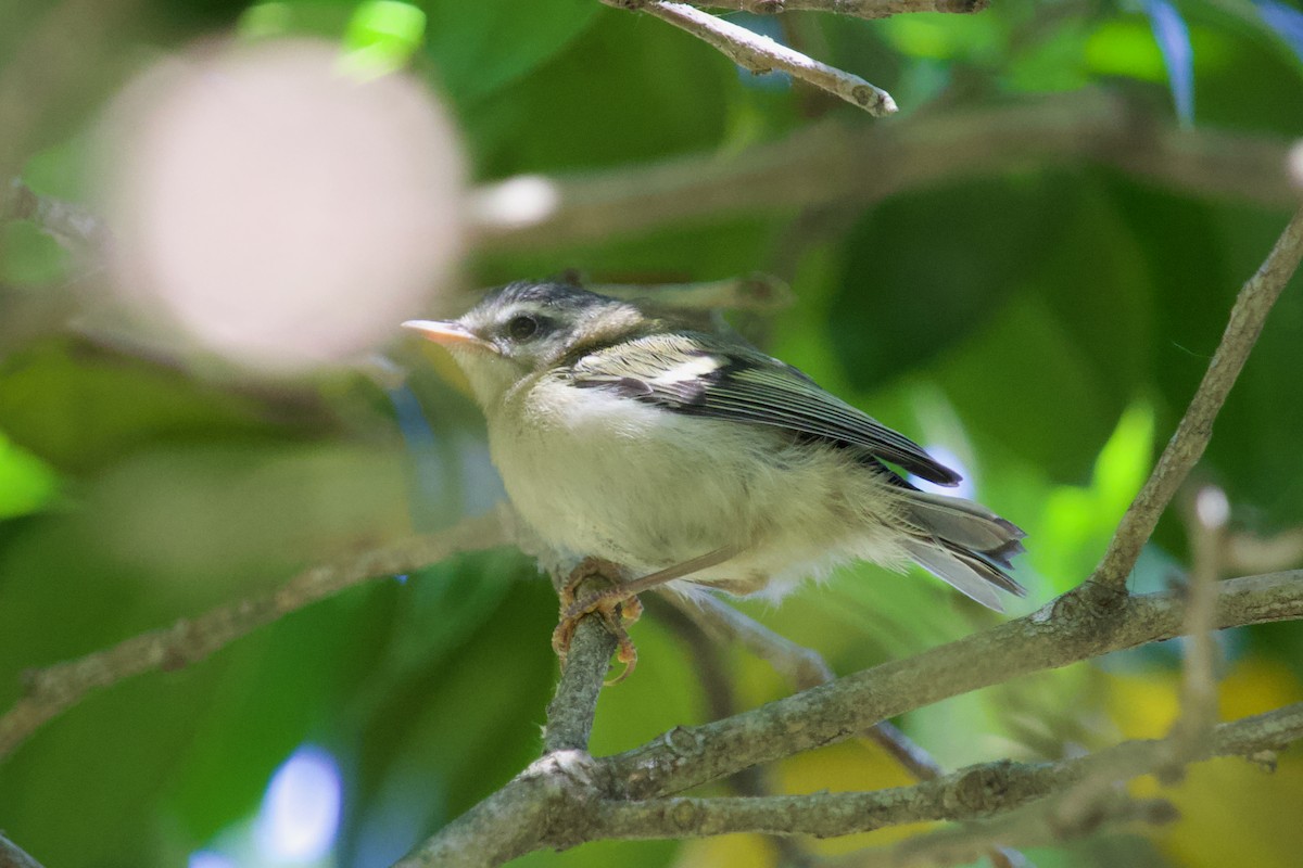 Common Firecrest - Magdalena Nogaj