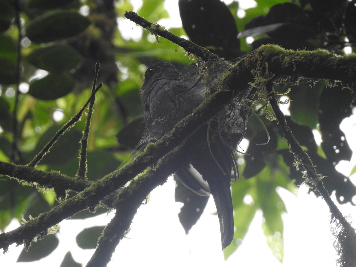 Slaty-tailed Trogon - ML456757981