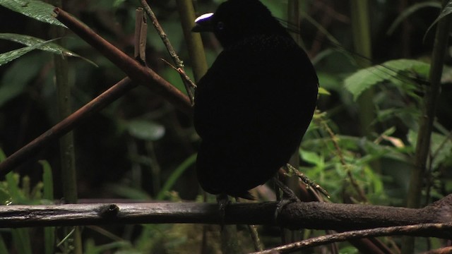 Lawes's Parotia - ML456758