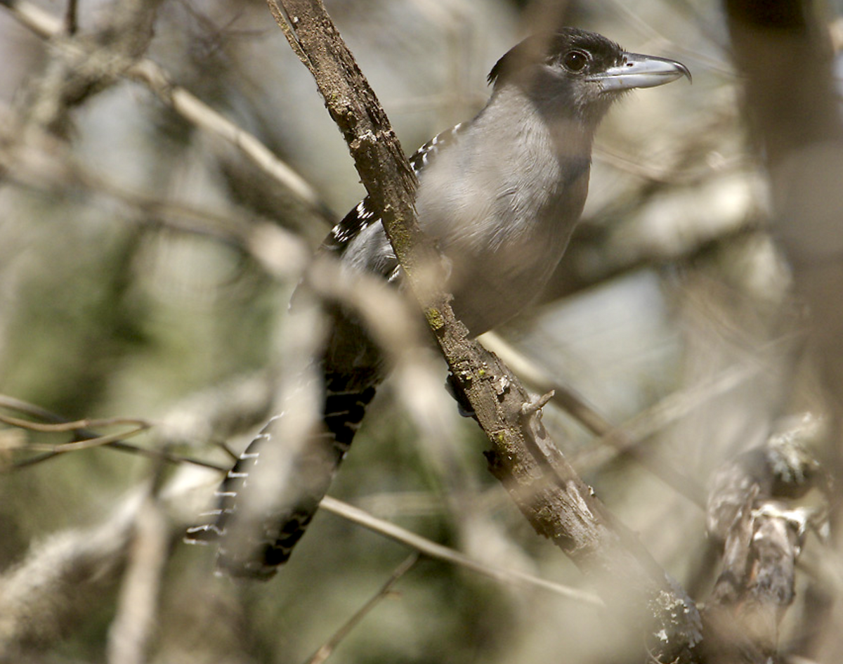 Giant Antshrike - ML456758681