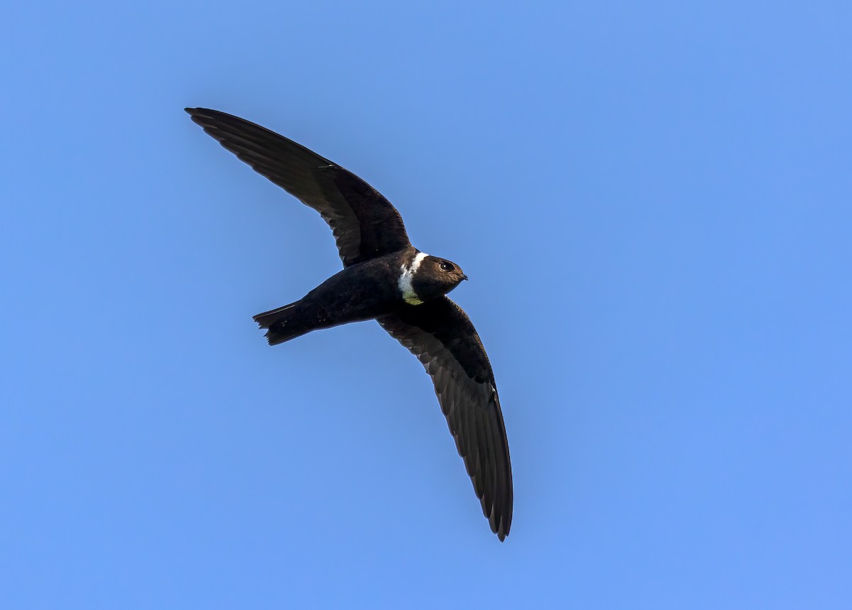 White-collared Swift - Fernando Farias