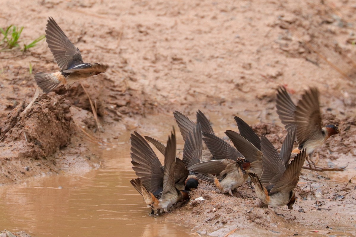 Cliff Swallow - ML456759341