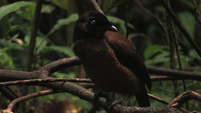 Lawes's Parotia - ML456760
