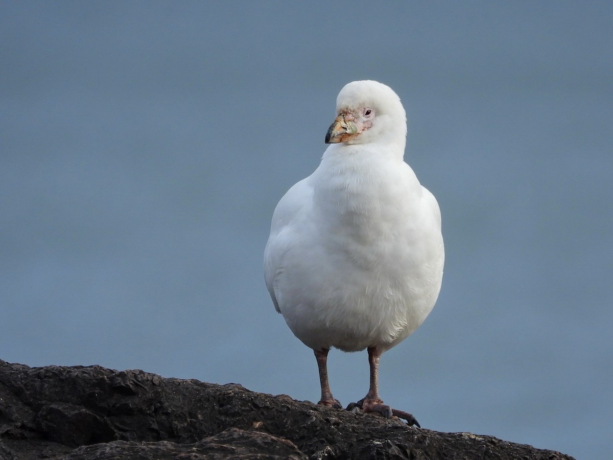 Snowy Sheathbill - ML456760691