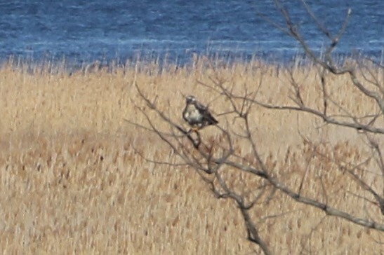 Rough-legged Hawk - ML45676121