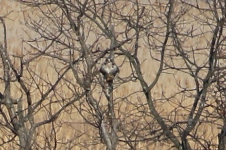 Rough-legged Hawk - ML45676131