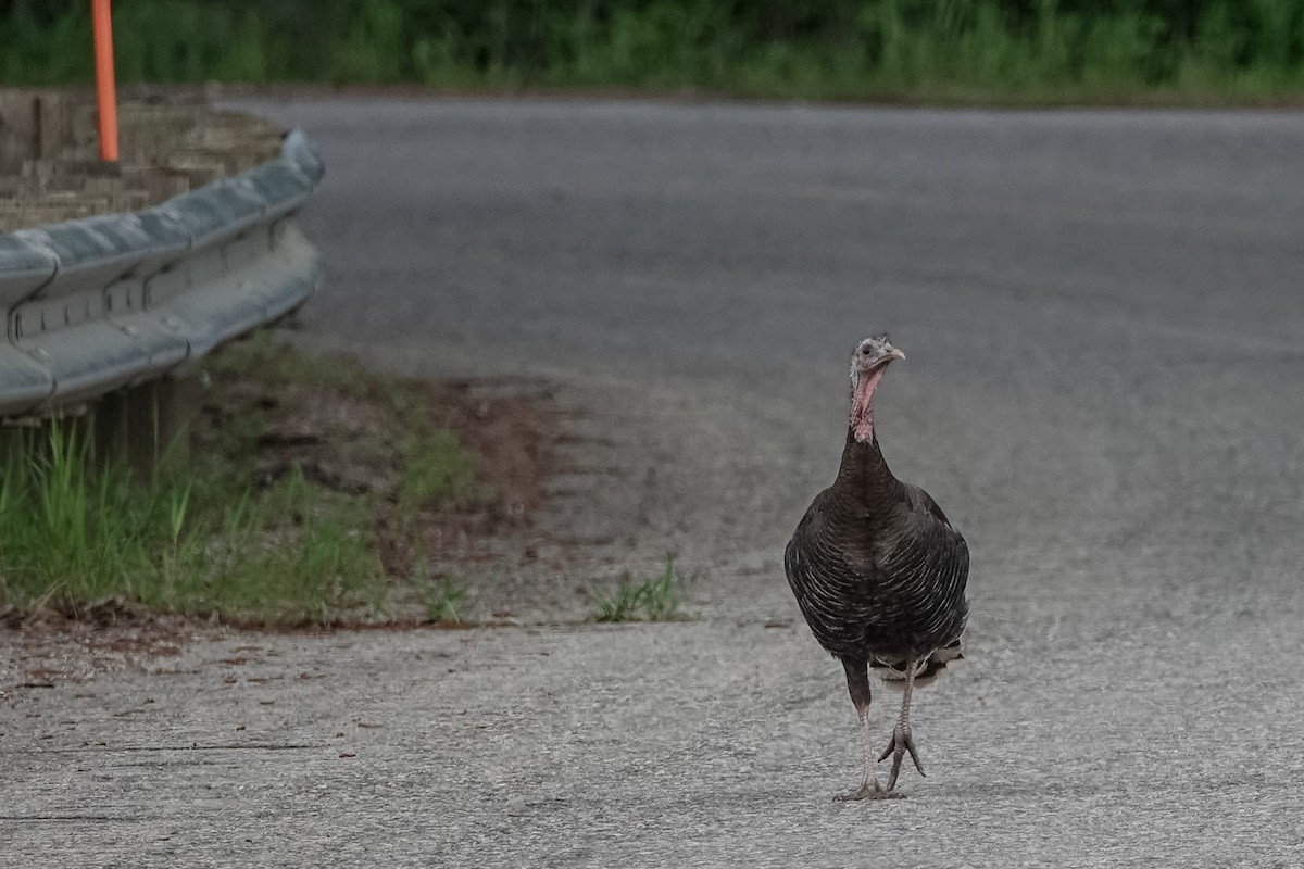 Wild Turkey - ML456761881