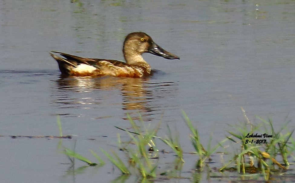 Northern Shoveler - ML45676301