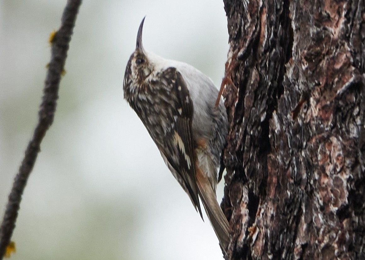 Brown Creeper - ML456763301