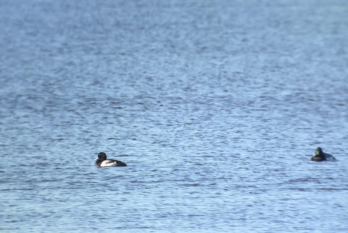 Greater Scaup - ML456763401