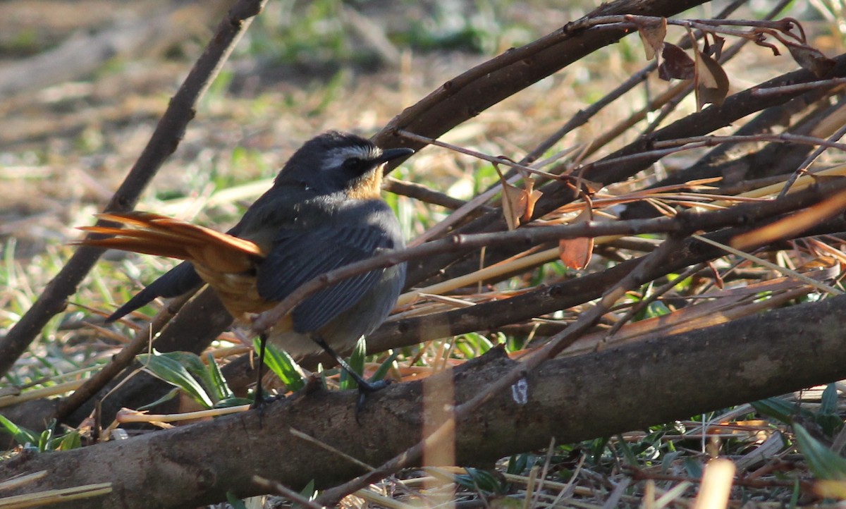 Cape Robin-Chat - ML45676371