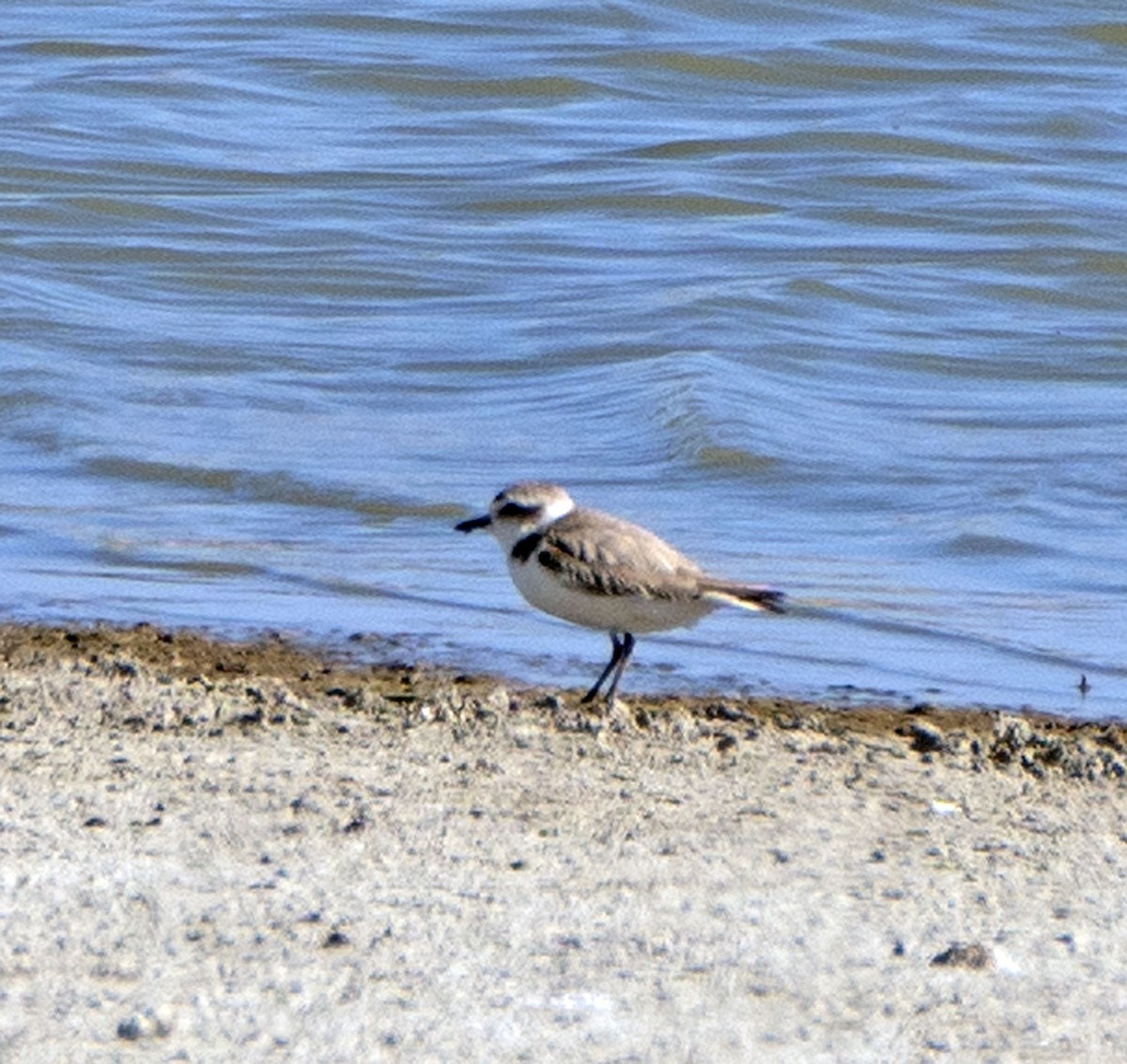 Snowy Plover - ML456763961