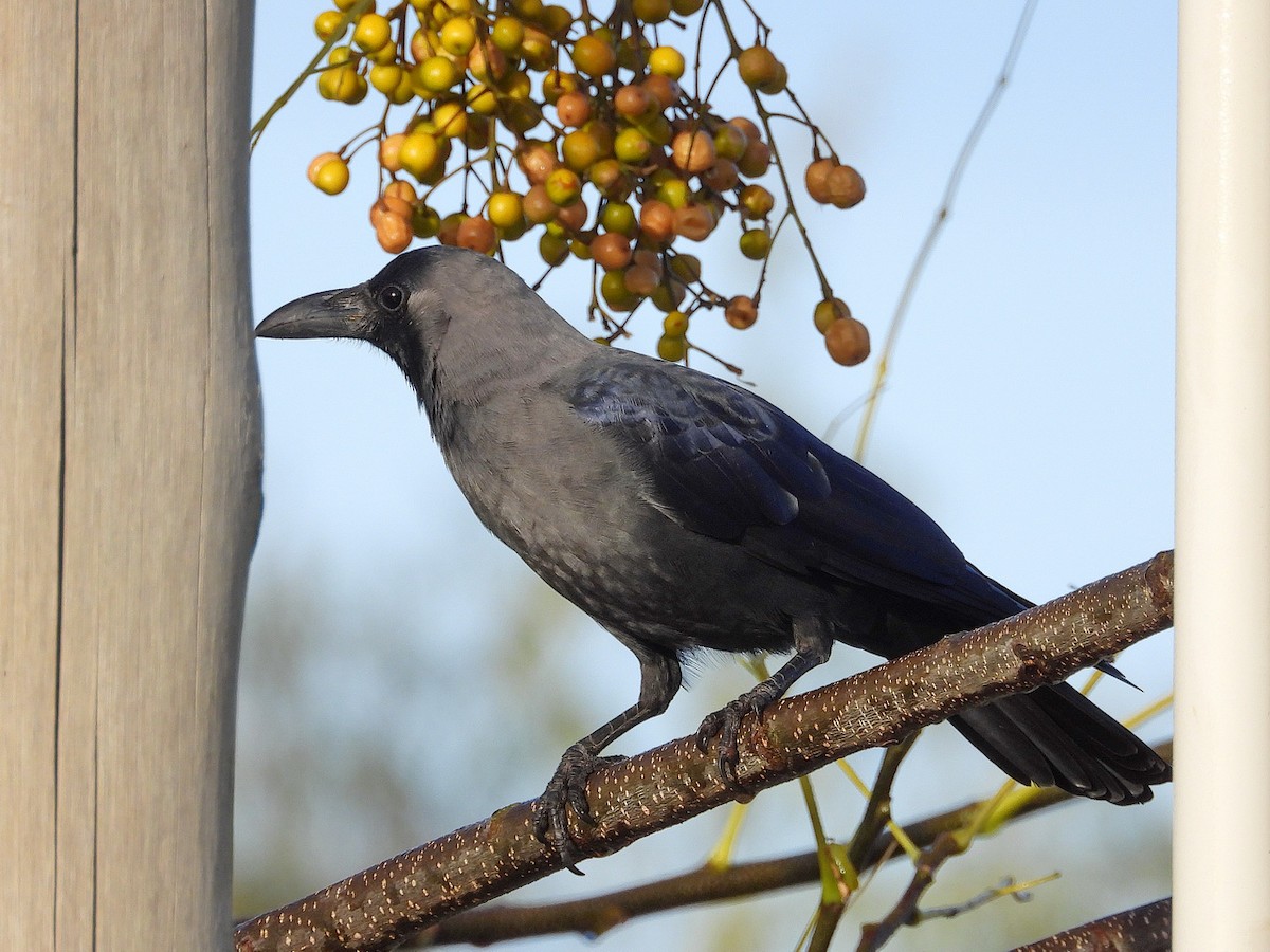 House Crow - ML456765161