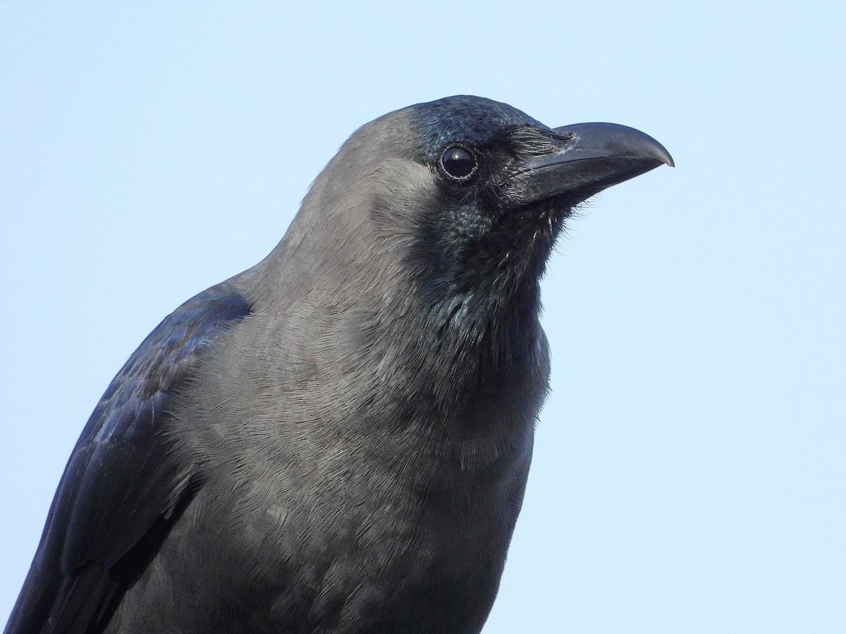 House Crow - Birdwatching Punta del Este