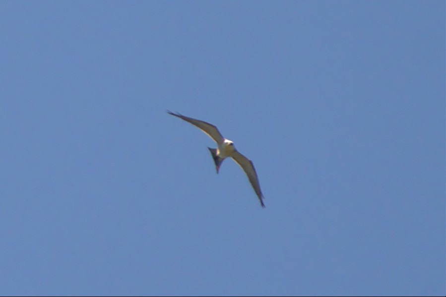 Mississippi Kite - ML456765471