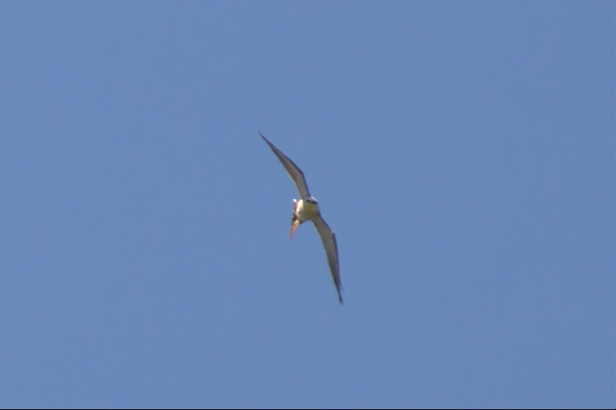 Mississippi Kite - ML456765491