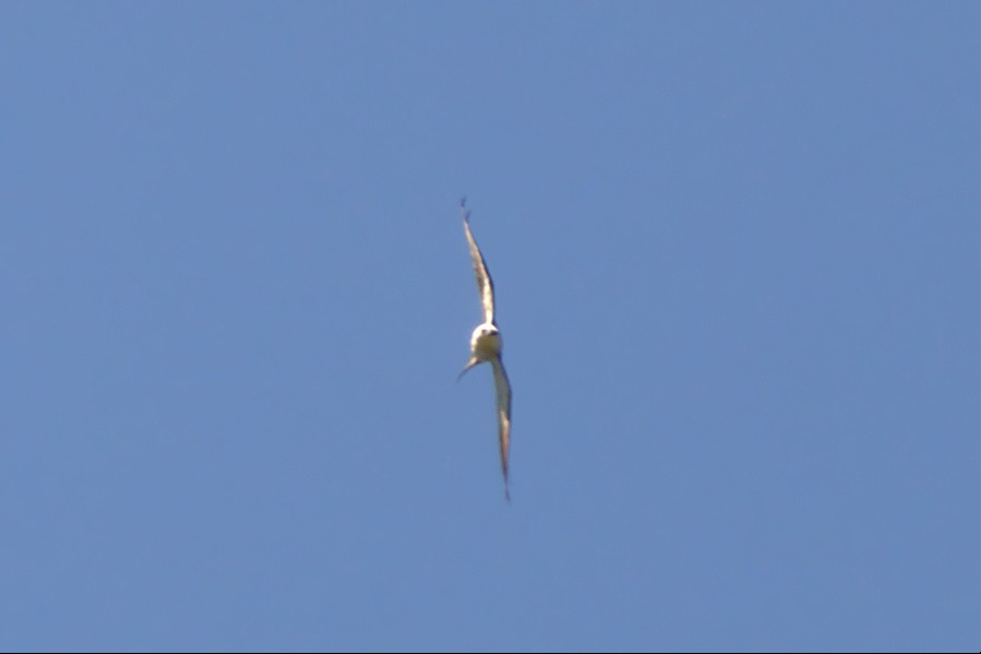 Mississippi Kite - ML456765501