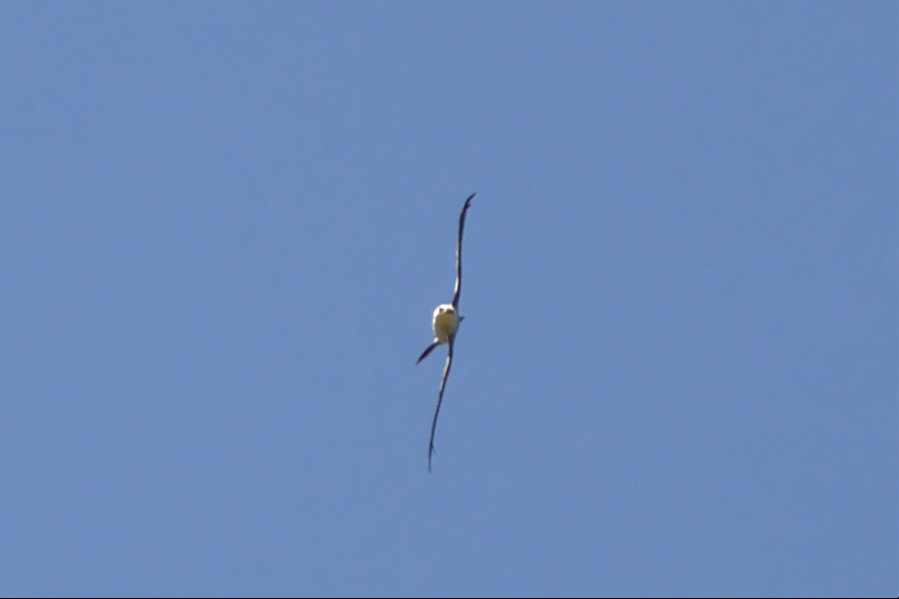 Mississippi Kite - ML456765511