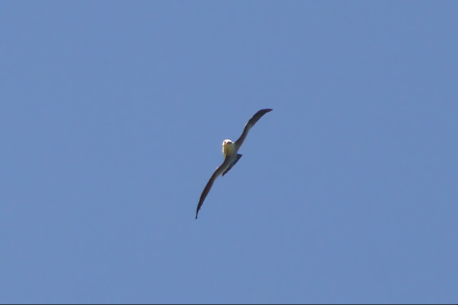 Mississippi Kite - ML456765521