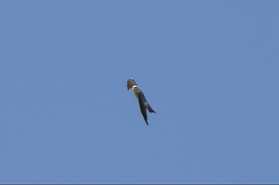 Mississippi Kite - ML456765571