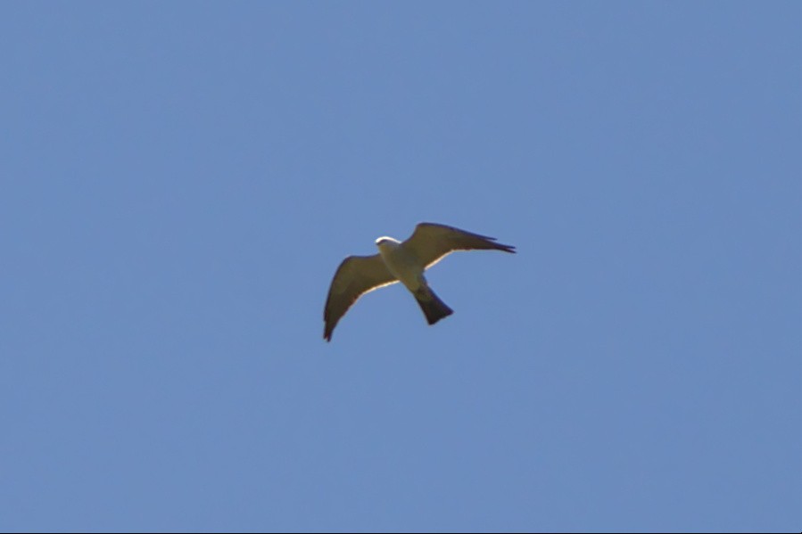 Mississippi Kite - ML456765601