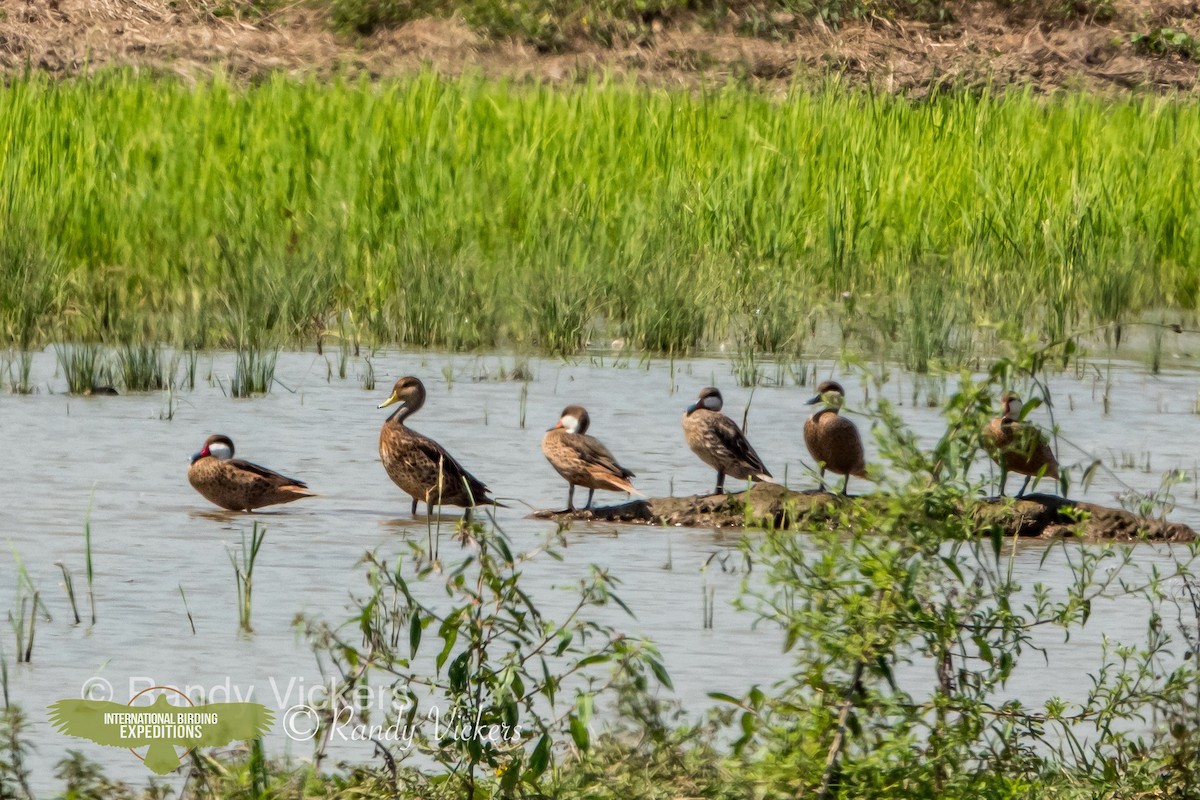 Yellow-billed Pintail - ML456766141